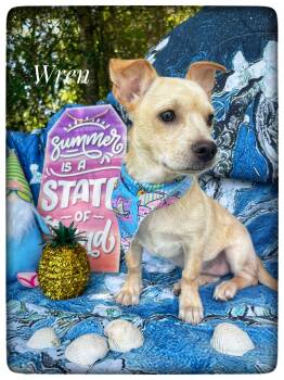 Wren -  Chiweenie Dog for Adoption in Sebring, Florida - Wren | PetCurious