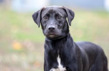 Hamburger -  Labrador Retriever Dog for Adoption in Terre Haute, Indiana - Hamburger | PetCurious