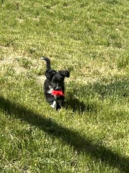 Atlas -  Miniature Poodle and Australian Shepherd Dog for Adoption in Lewiston, Idaho - Atlas | PetCurious