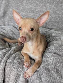 Chihuahua Dogs Available for Adoption - Milton | PetCurious