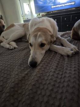 Shepherd Dogs Available for Adoption in Chandler, Arizona - PEACHES #4 | PetCurious