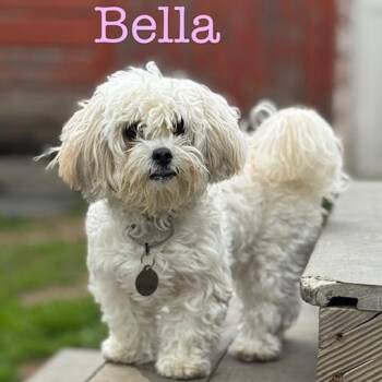 Maltese and Yorkshire Terrier Dogs Available for Adoption in Albany, New York - Bella | PetCurious