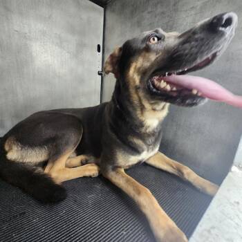 Labrador Retriever Dogs Available for Adoption in San Antonio, Texas - DEAN | PetCurious