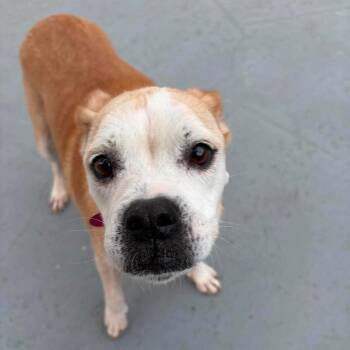 Greta -  Mixed Breed Dog for Adoption in Pinellas Park, Florida - Greta | PetCurious