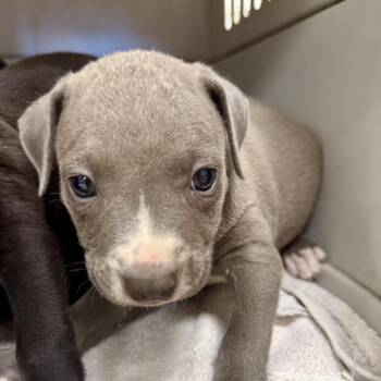 Alder -  Pit Bull Terrier Dog for Adoption in East St. Louis, Illinois - Alder | PetCurious