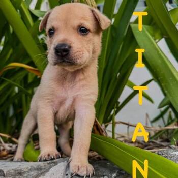 Titan -  Mixed Breed Dog for Adoption in Frederiksted, St. Croix - Titan | PetCurious