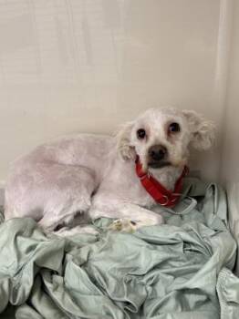 Powder -  Mixed Breed Dog for Adoption in West Chester, Pennsylvania - Powder | PetCurious