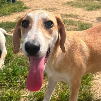 Foster Galaxy -  Hound Dog for Adoption in Oswego, Illinois - Foster Galaxy | PetCurious