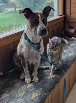 Rescue Australian Cattle Dog Blue Heeler and Pit Bull Terrier Dogs for Adoption in Polson, Montana - Ruby | PetCurious