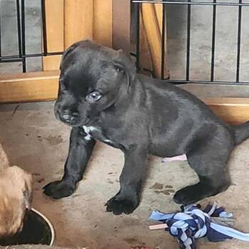 Finn -  Labrador Retriever Dog for Adoption in Penns Grove, New Jersey - Finn | PetCurious