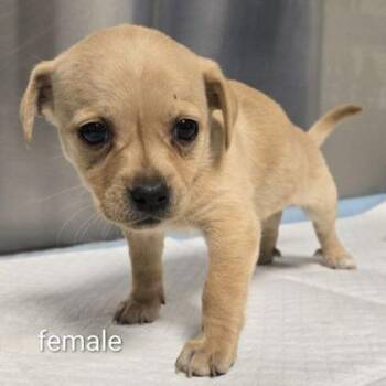 Chihuahua Dogs Available for Adoption in Fresno, California - Poppy | PetCurious