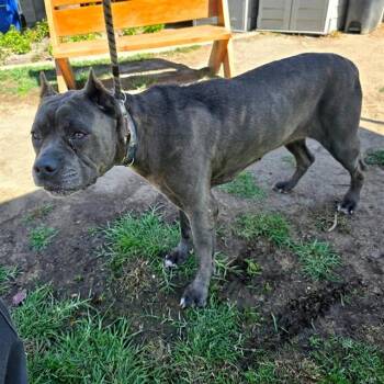 GEORGINA -  Cane Corso Dog for Adoption in Long Beach, California - GEORGINA | PetCurious