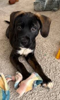 Phoenix -  Labrador Retriever Dog for Adoption in Hillsdale, New York - Phoenix | PetCurious