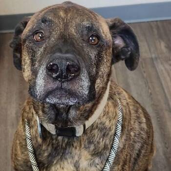 Mixed Breed Dogs Available for Adoption - Morley | PetCurious