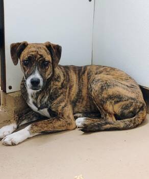 ZOE -  Plott Hound Dog for Adoption in Saint Jo, Texas - ZOE | PetCurious