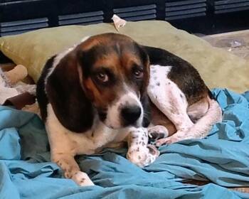 Rescue Beagle Dogs for Adoption in Ruston, Louisiana - Bigley | PetCurious