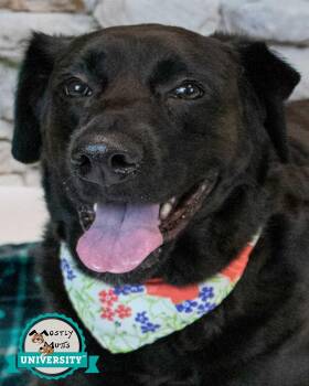 Abbey -  Labrador Retriever Dog for Adoption in Kennesaw, Georgia - Abbey | PetCurious