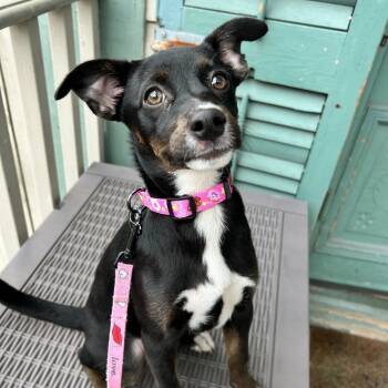 Rescue Rat Terrier and Mixed Breed Dogs for Adoption in New Orleans, Louisiana - Kate Spade | PetCurious