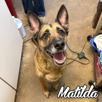 German Shepherd Dog and Mixed Breed Dogs Available for Adoption - Athena | PetCurious