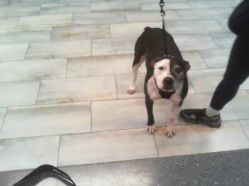 Pit Bull Terrier Dogs Available for Adoption - HARLEY | PetCurious