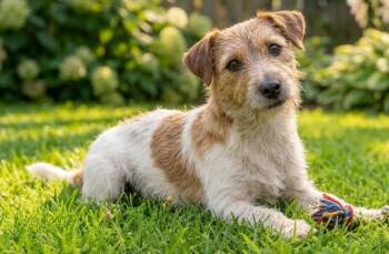 Jack Russell Terrier Dogs Available for Adoption in Crown Point, Indiana - Pip | PetCurious