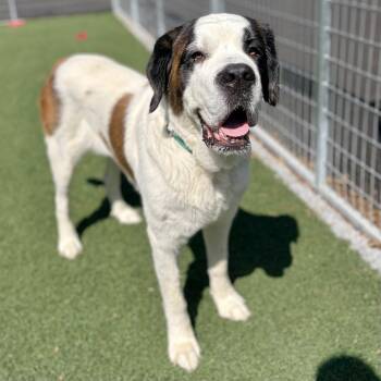 Minnie -  Saint Bernard Dog for Adoption in Fullerton, Pennsylvania - Minnie | PetCurious