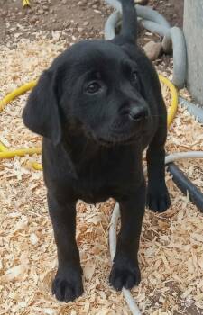 Black Labrador Retriever Dogs Available for Adoption - Hershey | PetCurious