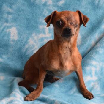 Pablo -  Chihuahua Dog for Adoption in Eureka, California - Pablo | PetCurious
