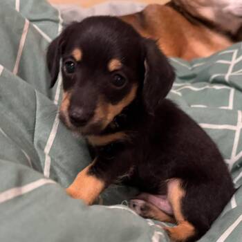 Gage -  Dachshund and Yorkshire Terrier Dog for Adoption in Grand Bay, Alabama - Gage | PetCurious