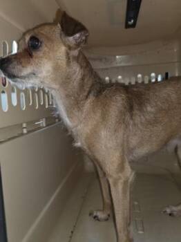 DAKOTA 2.0 -  Chihuahua Dog for Adoption in Fernandina Beach, Florida - DAKOTA 2.0 | PetCurious