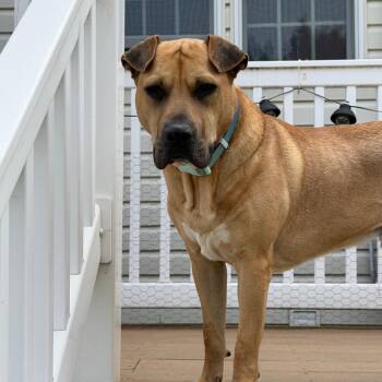Shar Pei and Mixed Breed Dogs Available for Adoption - Scully | PetCurious