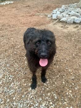 Poodle Dogs Available for Adoption in Richmond, Virginia - Bear | PetCurious