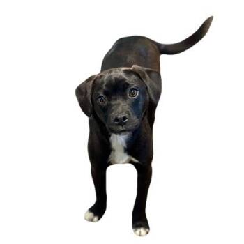 Terrier Dogs Available for Adoption in Red Bluff, California - Abilene | PetCurious