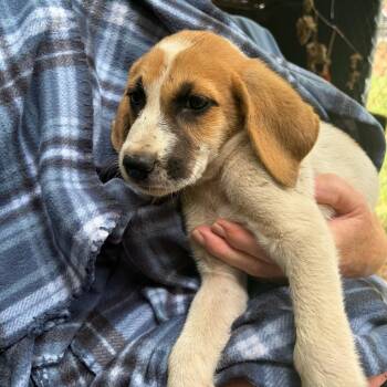 Augustine -  Great Pyrenees Dog for Adoption in Sequatchie, Tennessee - Augustine | PetCurious