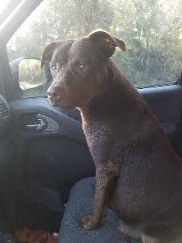 Kona (fka Nala) -  Labrador Retriever Dog for Adoption in St. Augustine, Florida - Kona (fka Nala) | PetCurious