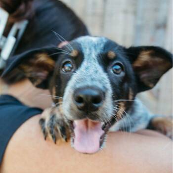 Australian Cattle Dog Blue Heeler Dogs Available for Adoption in Jackson, Wyoming - River | PetCurious