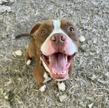 Roderick -  Pit Bull Terrier Dog for Adoption in Chicago, Illinois - Roderick | PetCurious
