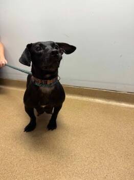 Rescue Dachshund and Mixed Breed Dogs for Adoption in Belleville, Illinois - BRENDA | PetCurious