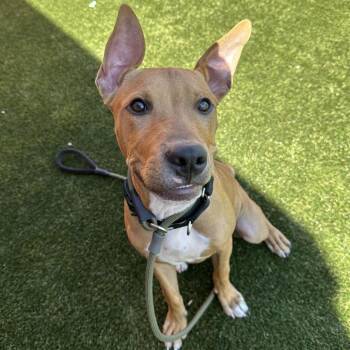 Arnold -  Mixed Breed Dog for Adoption in Philadelphia, Pennsylvania - Arnold | PetCurious