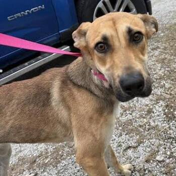 Black Mouth Cur and Mixed Breed Dogs Available for Adoption - Asteria | PetCurious