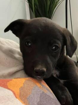 Pickle -  Black Labrador Retriever and Australian Cattle Dog Blue Heeler Dog for Adoption in Millcreek, Utah - Pickle | PetCurious
