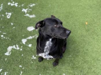 Mixed Breed Dogs Available for Adoption in Dallas, Texas - LIBBY | PetCurious