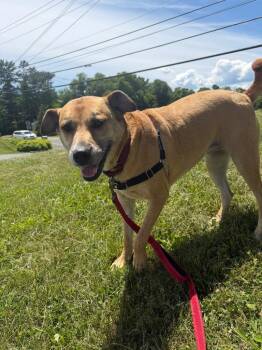 Amara -  Mixed Breed Dog Available for Adoption in Hyde Park, New York - Amara | PetCurious