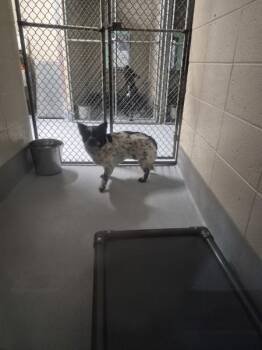 Terrier Dogs Available for Adoption in Lawrenceville, Georgia - Pen 211 C | PetCurious