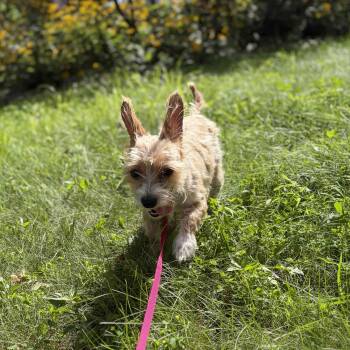 Mango -  Mixed Breed Dog for Adoption in Rensselaer, New York - Mango | PetCurious