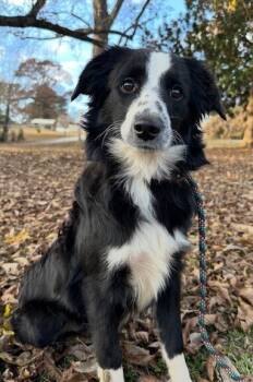 Rescue Australian Shepherd Dogs for Adoption in Washington, District Of Columbia - Pup Lenny | PetCurious