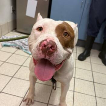 Bronson -  Mixed Breed Dog for Adoption in Charleston, West Virginia - Bronson | PetCurious