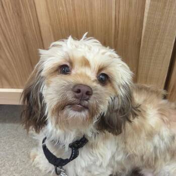 Hana -  Havanese and Shih Tzu Dog for Adoption in Zanesville, Ohio - Hana | PetCurious