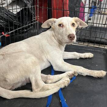 Wafer -  Pit Bull Terrier and Mixed Breed Dog for Adoption in Edinburg, Texas - Wafer | PetCurious
