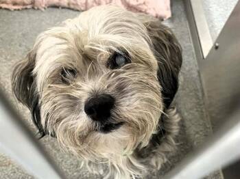 Yorkshire Terrier and Poodle Dogs Available for Adoption - DEWDROP | PetCurious